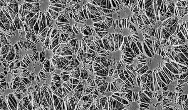 membrana goretex la microscop